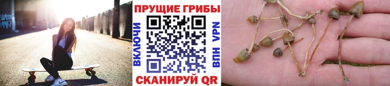 купить  цена  Саки  Псилоцибиновые грибы Psilocybe 